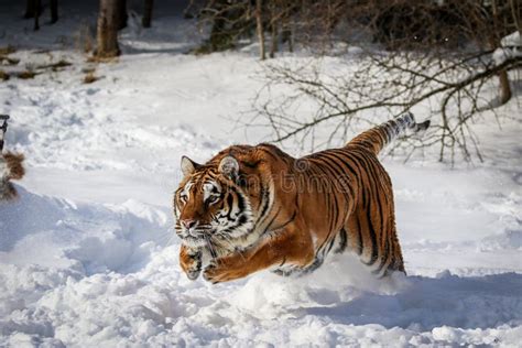 Siberian Tiger In Leaping Heavy Winter Snow Stock Image Image Of