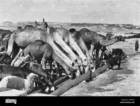 Watering Hole At Kuseimeh Palestine Circa 1916 Stock Photo Alamy