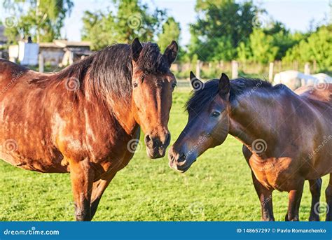 Beautiful Healthy Horses Graze On Green Grass In The Meadow The Theme