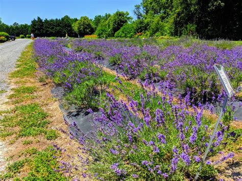 Lavender Fields Onsite