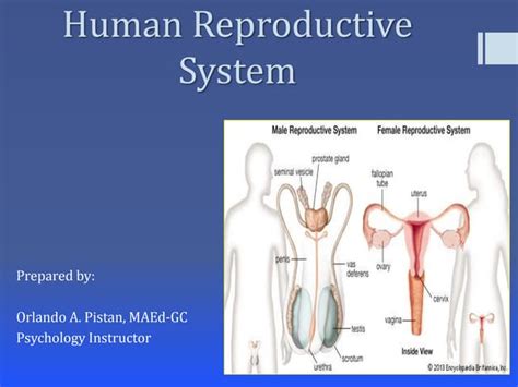 Human Reproductive System Ppt