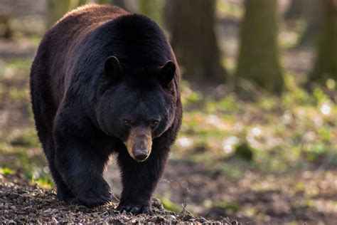 Minnesota Man Sentenced For Poaching 500 Pound Black Bear