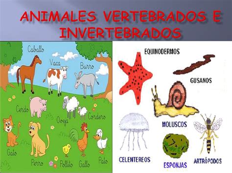 Diferencias Entre Los Animales Invertebrados Y Vertebrados Kulturaupice