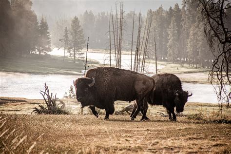 11 facts about yellowstone national park facts