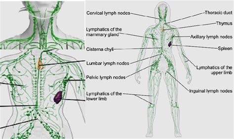 What Lymphatic Congestion Can Do To Our Health Healthylife
