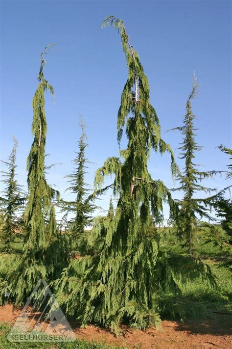 Chamaecyparis Nootkatensis Jubilee Narrow Alaska Cedar Evergreen