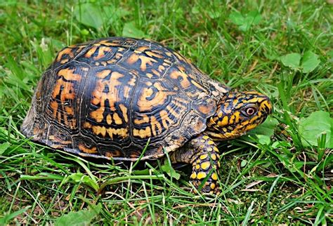 What Do Box Turtles Eat In The Wild As Pets Vet Approved Nutritional Science Information