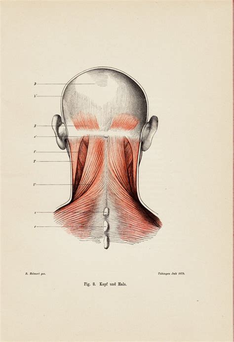 1890 Antique Anatomy Print Muscles Of Back Head Nape Neck