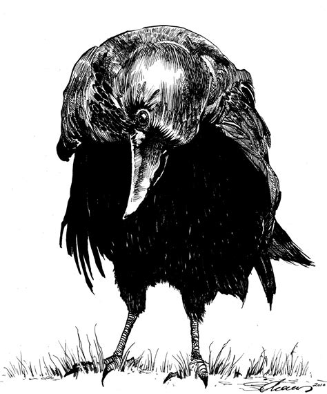 Whatcha Lookin At Corvidae Crow Stare By Simon Adams Artist