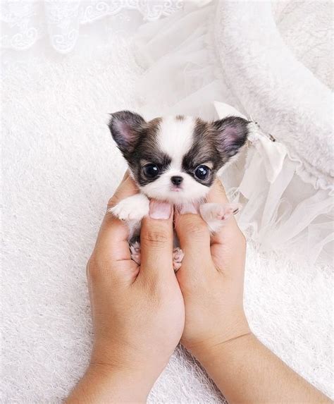 Los 20 Mini Perros Más Adorables Que Verás Hoy Small Joys