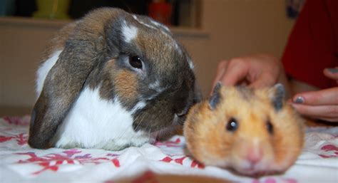 It Is Hard Getting Bunny And Hamster To Take A Nice Photo Together