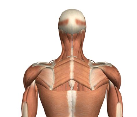 How To Stretch Your Upper Middle Back Rhomboid Muscle Aw Boon Wei