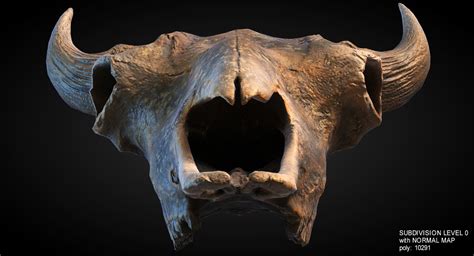 Buffalo Skull 3d Model