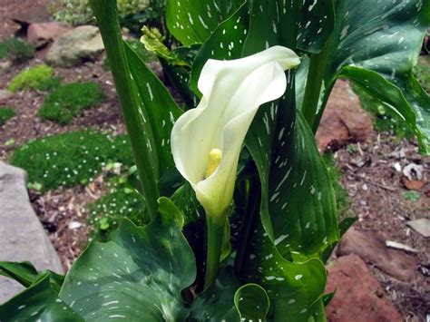 Photo Of The Bloom Of White Spotted Leaf Calla Lily Zantedeschia
