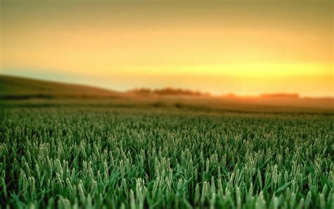 壁纸 阳光 景观 餐饮 日落 性质 天空 领域 日出 绿色 早上 地平线 小穗 小麦 云 草原 厂 牧场