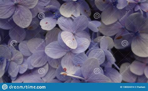 Little Blue Flowers Stock Photo Image Of Little Flowers 138324314