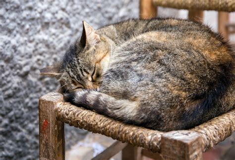 Top 10 Pourquoi Mon Chat Sallonge Par Terre