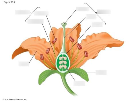 Ap Bio Ch 38 Angiosperm Reproduction And Biotechnology Diagram Quizlet