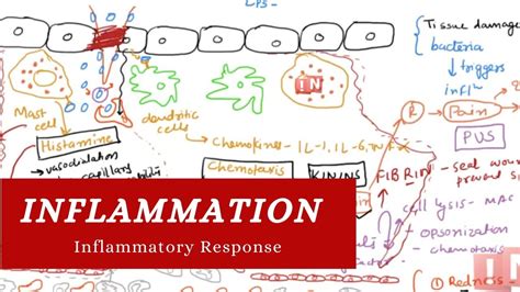 Inflammation Inflammatory Response Youtube