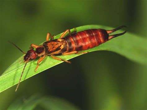 Insects That Burrow In Human Skin