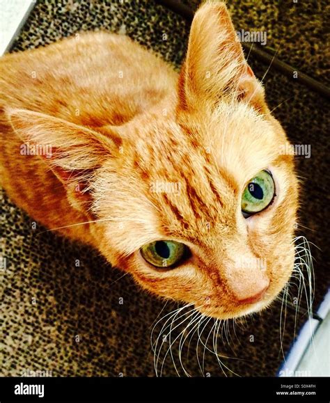 Orange Cat With Green Eyes Looking Upward Stock Photo Alamy