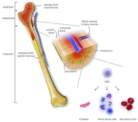 Red bone marrow refers to the red colored tissue where there are reticular networks that are critical in the production and development of blood cells. Image result for yellow bone marrow | Bone marrow, Yellow ...