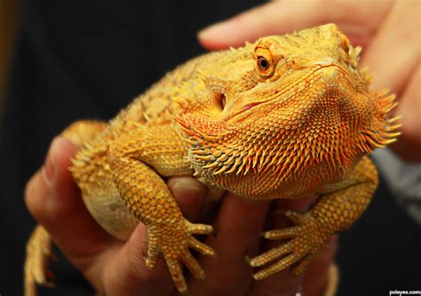 20 Different Types Of Bearded Dragons With Colors Species And