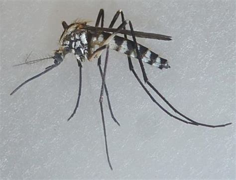 Aedes Geniculatus Galerie