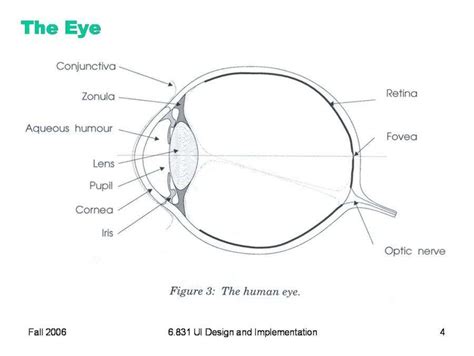Eye Anatomy Worksheets Blank Free Printable Worksheet