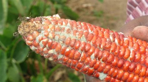 Aflatoxins belong to a group of toxins called mycotoxins, which are derived from fungi. UN: Aflatoxins, the major cause of liver cancer in Africa ...