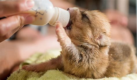 How To Make Puppy Milk Homemade And How To Feed Newborn Puppies