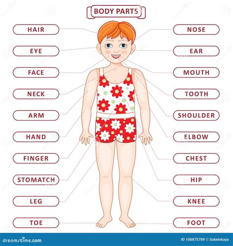 Vocabulario Plano De La Parte Del Cuerpo Del Muchacho Del Pelirrojo Del