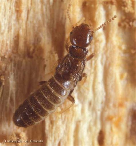 Termite Queen Black Termites With Wings
