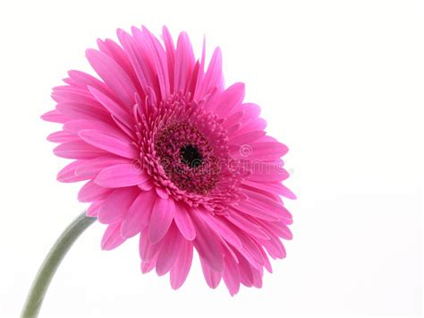 Pretty In Pink Stock Image Image Of Flowers Spring Pretty 1058793