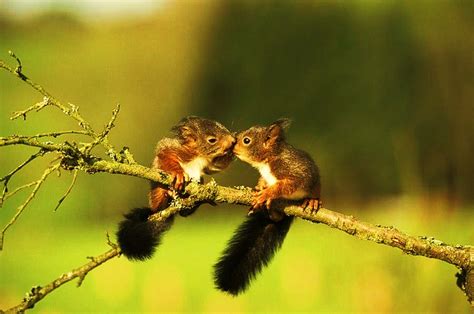 Amazing  Squirrel In Love