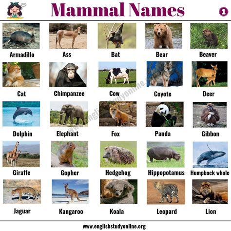 List Of Animals 1300 Animal Names Around The World English Study Online