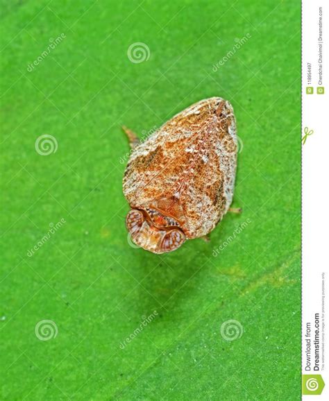 Macro Photo Of Little Bug On Green Leaf Stock Image Image Of Garden
