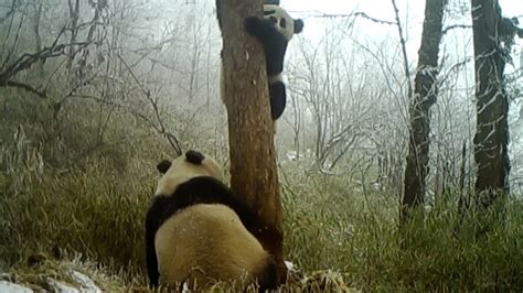 Rare Footage Of Wild Giant Pandas Has Been Released By The Anzihe