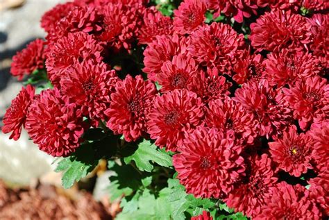 Mum Propagation How To Start Mums From Seeds And Cuttings