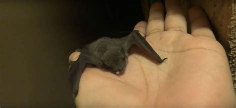 What To Do After A Bat Bite Risks And Treatment