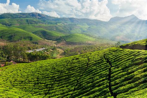 Top 10 Tea Plantation Estates Worth Exploring In India