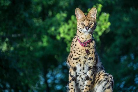 The serval cat is from africa where tall grass and bushes can camouflage this tall cat allowing it to sneak up on its prey. SERVAL FELINO 🦁  SERVAL - GUÍA COMPLETA 