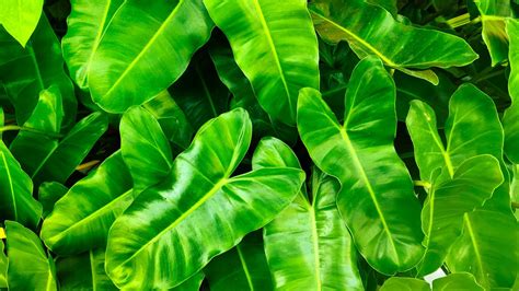 Philodendron Wallpapers Top Free Philodendron Backgrounds Wallpaperaccess