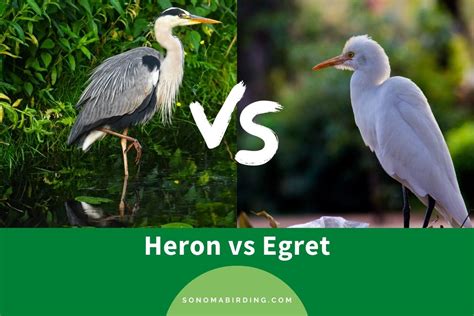 Heron Vs Egret What Is The Difference Sonoma Birding