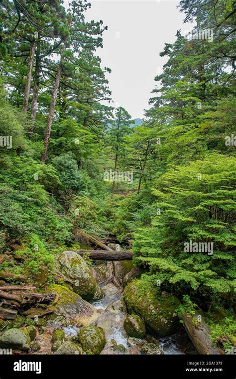 Stream Of River Along Cedar Trees In Yakushima Island Forest Kagoshima