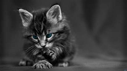 Cat Wallpapers Eyes