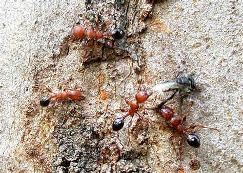 Muscleman Tree Ant Podomyrma Gratiosa