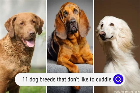 11 Dog Breeds That Dont Like To Cuddle With Photos Oodle Life