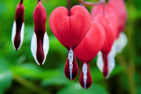 Guide To Growing The Bleeding Heart Plant Truly Experiences