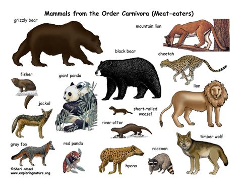 Carnivores Order Poster